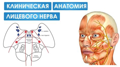 Анатомия и функции лицевого нерва