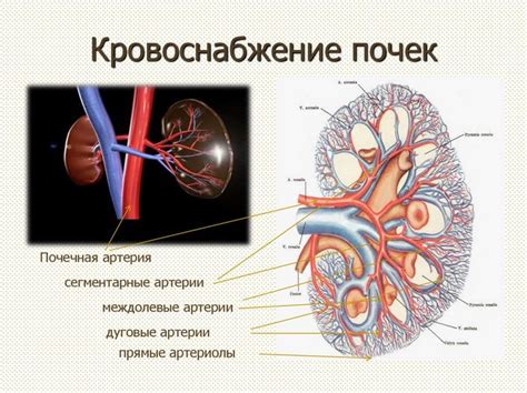 Анатомия и часто встречающиеся особенности строения почек