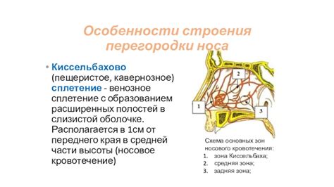 Анатомия околоносовых полостей