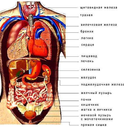 Анатомия органов, расположенных под ребрами: основные черты и местоположение