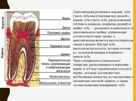 Анатомо-гистологическая оценка образца