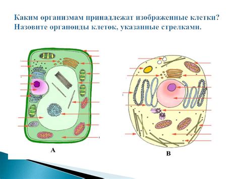 Ароматы и косметика с использованием морских компонентов