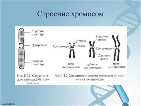 Атомы наследственности: строение и компоненты хромосом