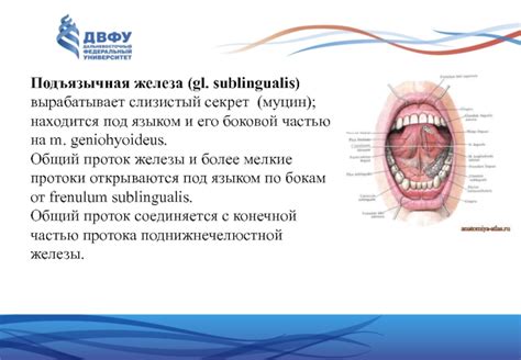 Атрибутное образование и показания неподдающихся сформулировке образований под языком