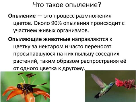 Бабочки и их роль в экосистеме