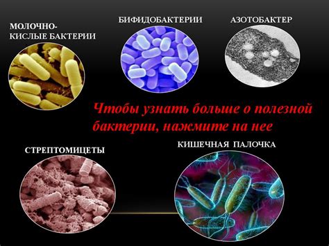 Бактериальное отравление: какие микроорганизмы могут вызывать тошноту и рвоту
