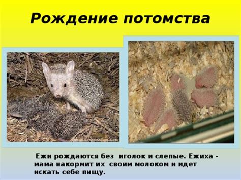 Беременность и рождение потомства