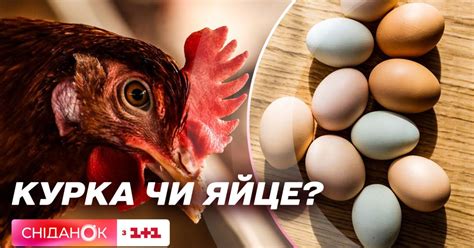 Биологическая классификация: яйцо как результат оплодотворения