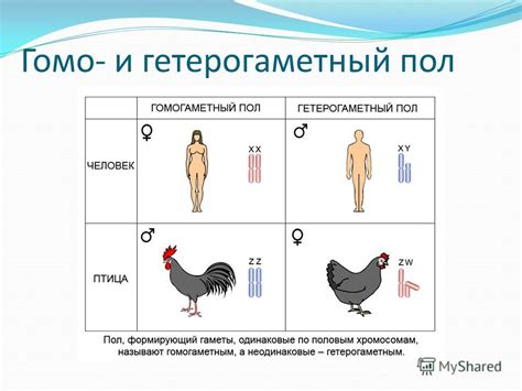 Биологическая природа и значимость физиологических особенностей для определения пола горбуши