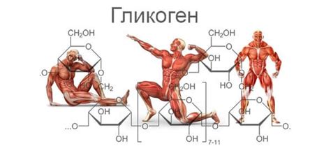 Биологическая роль гликогена