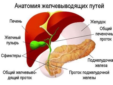 Биологическая роль печени и желчного пузыря в процессе переваривания пищи