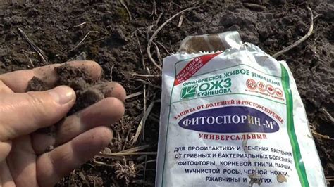 Биологические методы возврата почвы в состояние после воздействия фитофторы на помидоры