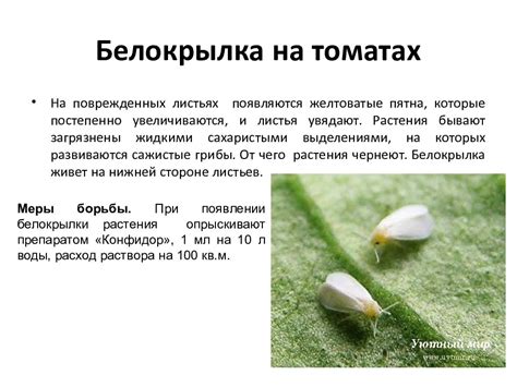 Биологические методы предотвращения и контроля белокрылки на культуре помидоров