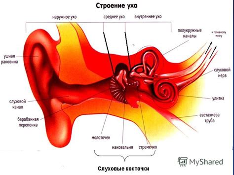 Биологические особенности слухового аппарата и его влияние на ощущение горения уха