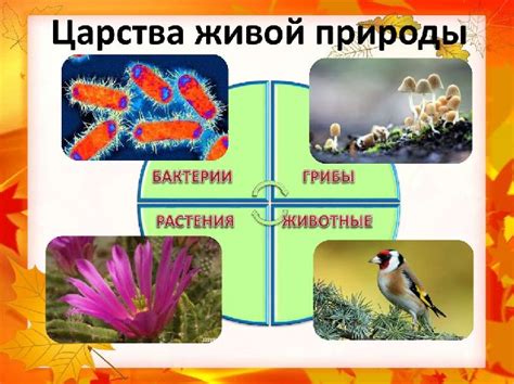 Биология: исследуем живой мир и понимаем наше место в нем