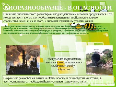 Биоразнообразие и его роль в сохранении равновесия в экосистемах