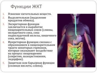 Благотворное воздействие умеренного потребления жировых продуктов на работу ЖКТ