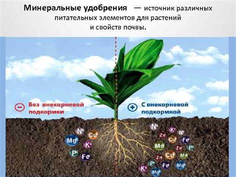 Богатый источник полезных питательных элементов