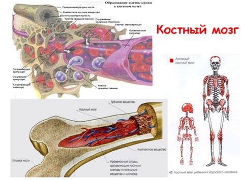 Болезни костного мозга и их влияние на показатель тромбоцитов
