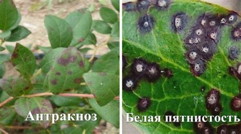 Борьба с вредителями и болезнями голубики: эффективные методы