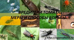 Борьба с вредителями на посадках помидор
