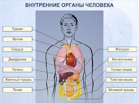Важная роль органов, расположенных под ребрами, в поддержании здоровья организма