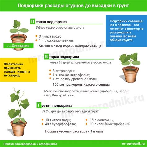 Важное значение правильного полива и подкормки