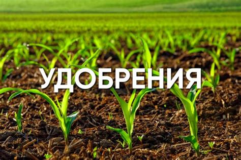 Важность адекватного орошения и удобрения для стимуляции процесса окончательного созревания