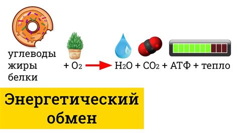 Важность глюкозы для энергетического обмена