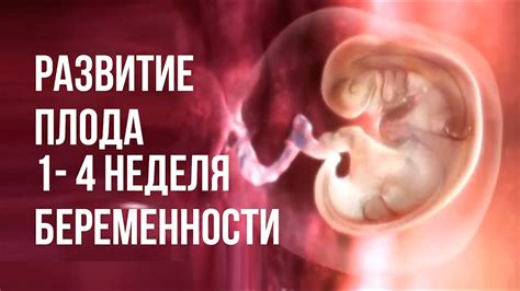 Важность диагностики развития плода в ранние месяцы беременности