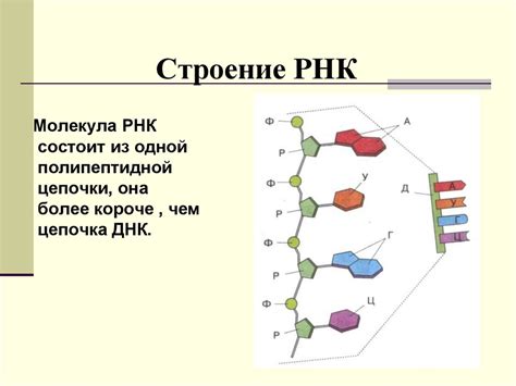 Важность изучения структуры РНК-молекулы