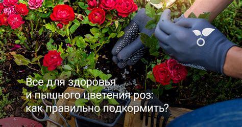Важность использования органических удобрений для здоровья роз