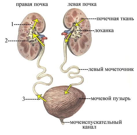 Важность микроорганизмов в функционировании мочевой системы и их воздействие на организм