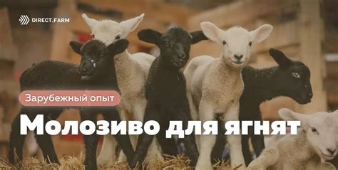 Важность оптимального рациона для полноценного развития ягнят