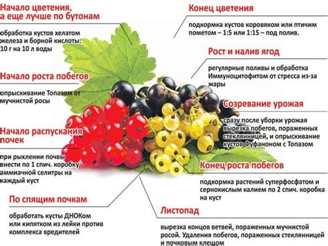Важность осенней подкормки для крыжовника и смородины