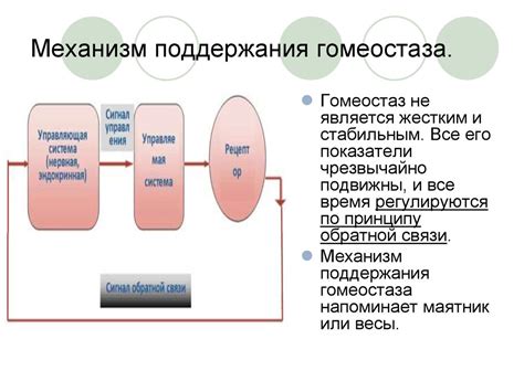 Важность поддержания гомеостаза