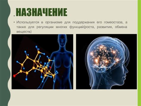 Важность поддержания гомеостаза в организме