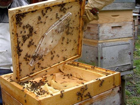 Важность применения восьмирамочных ульев в сфере пчеловодства