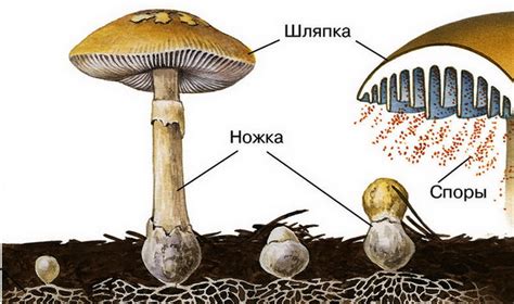 Важность размера и формы гриба