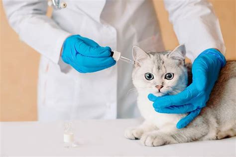 Важность регулярных посещений ветеринара для кошек, страдающих от проблем с функцией почек