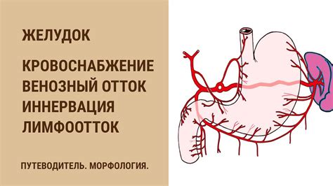 Венозный отток левого паха: влияние на кровообращение