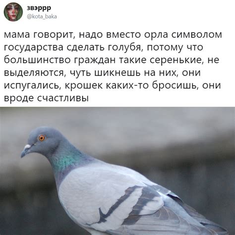 Верования и поверья, связанные с приметой голубь задел крылом голову