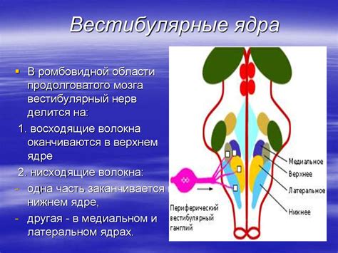 Вестибулярные причины головокружения