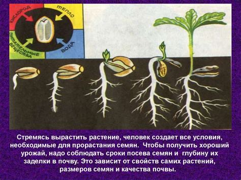 Ветроплоды на растениях: семена, способные летать