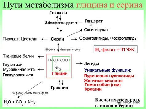 Взаимодействие глицина и кофеина в организме