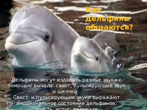 Взаимодействие дельфинов с посетителями: возможности и правила
