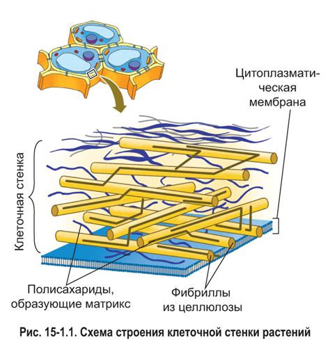 Взаимодействие клеточной оболочки с внешней средой у растительных клеток: