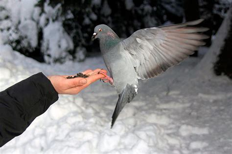 Взаимодействие человека и голубей