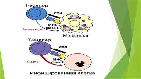 Взаимосвязь между главным комплексом гистосовместимости и иммунной системой