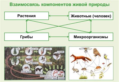 Взаимосвязь между человеком и потребностями животных